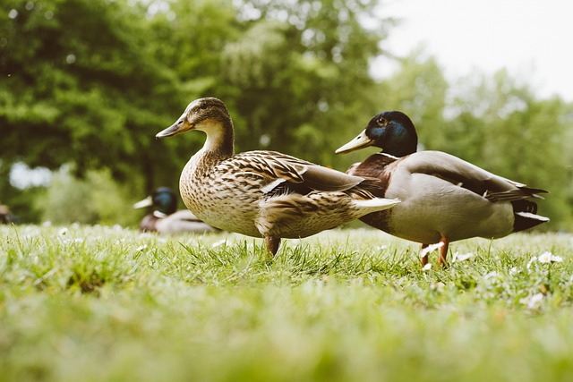 Free Ducks Bids photo and picture