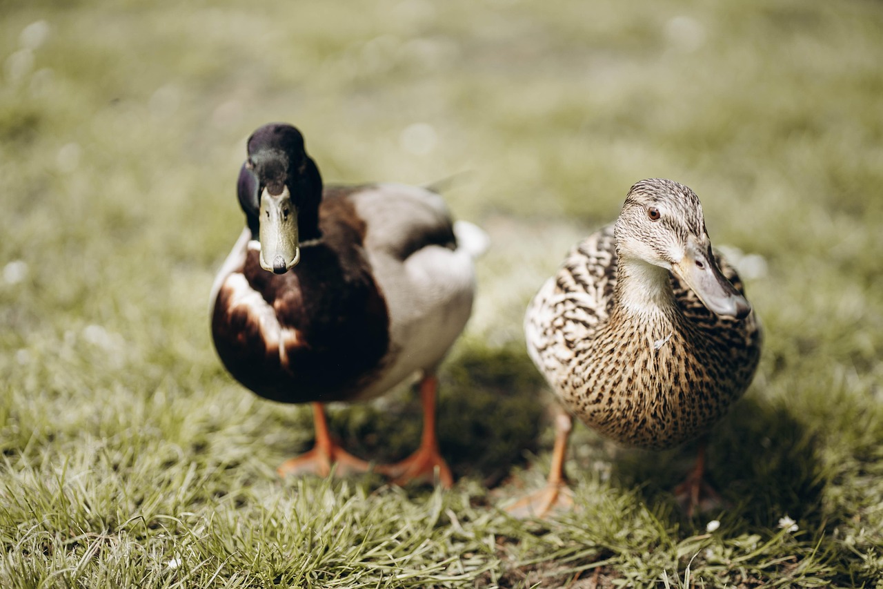 Ducks Bids Pair - Free photo on Pixabay - Pixabay