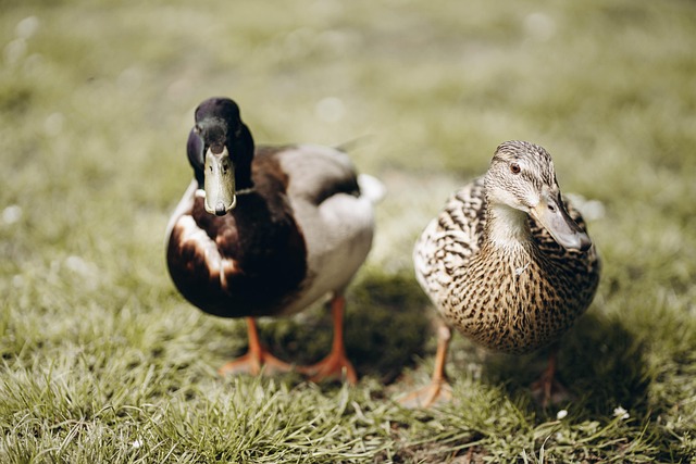 Free Ducks Bids photo and picture