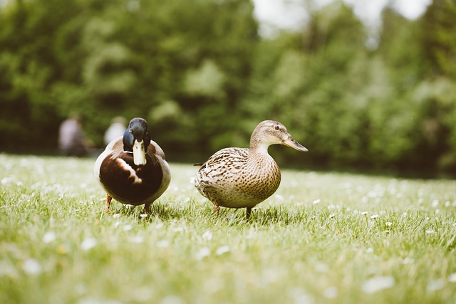 Free Ducks Bids photo and picture