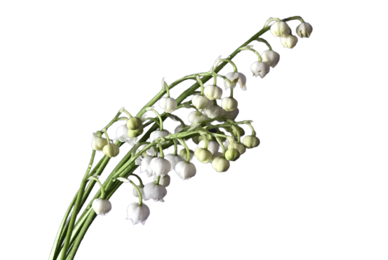 1+ Free 鐘離 & White Bells Images Pixabay