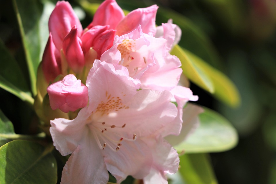 Rose Tree Rhododendrum Rhododendron Rose Pétales Les - Photo gratuite sur Pixabay - Pixabay