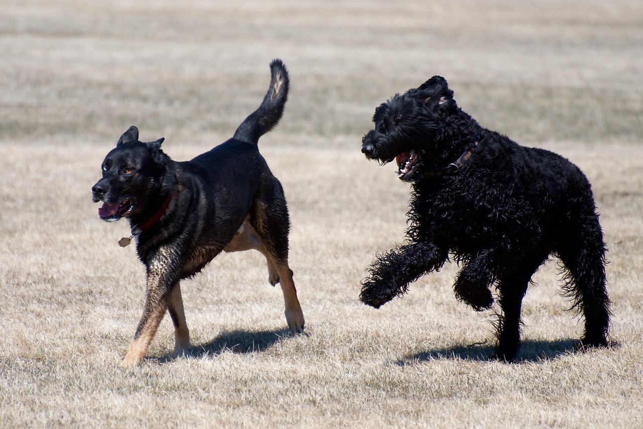 かわいい犬 犬 ペット - Pixabayの無料写真 - Pixabay