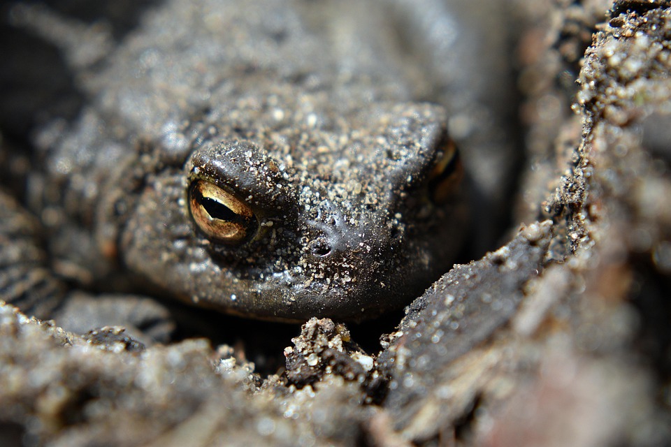 Kr te Erdkr te Frosch Kostenloses Foto Auf Pixabay