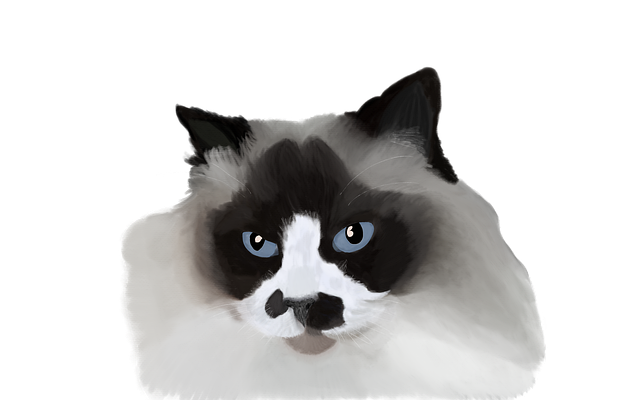 Free cat portrait ragdoll illustration