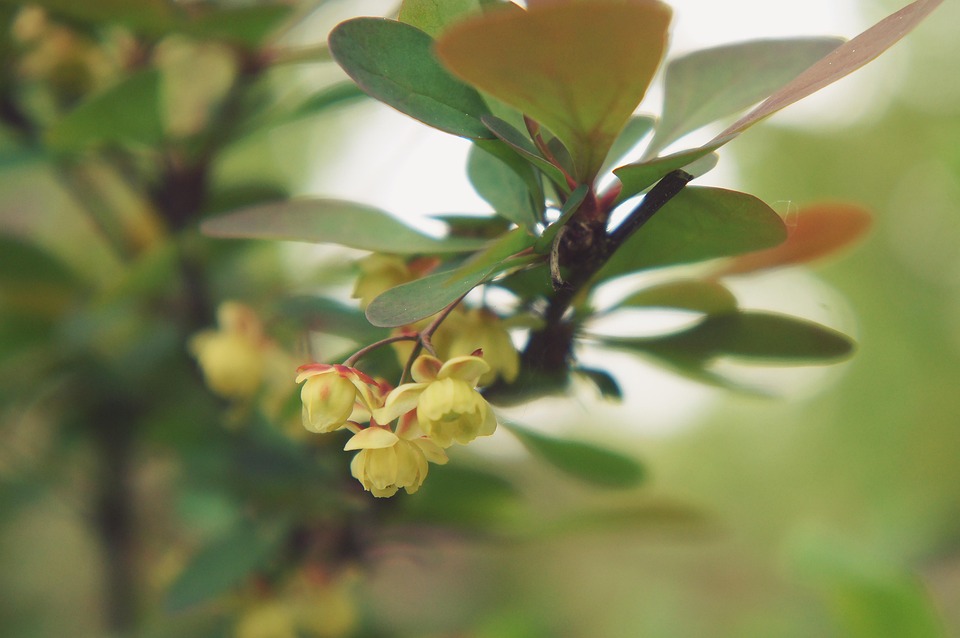 Barberry Flowers Branch Yellow - Free photo on Pixabay