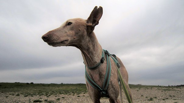 Câine, Podenco, Animal Domestic
