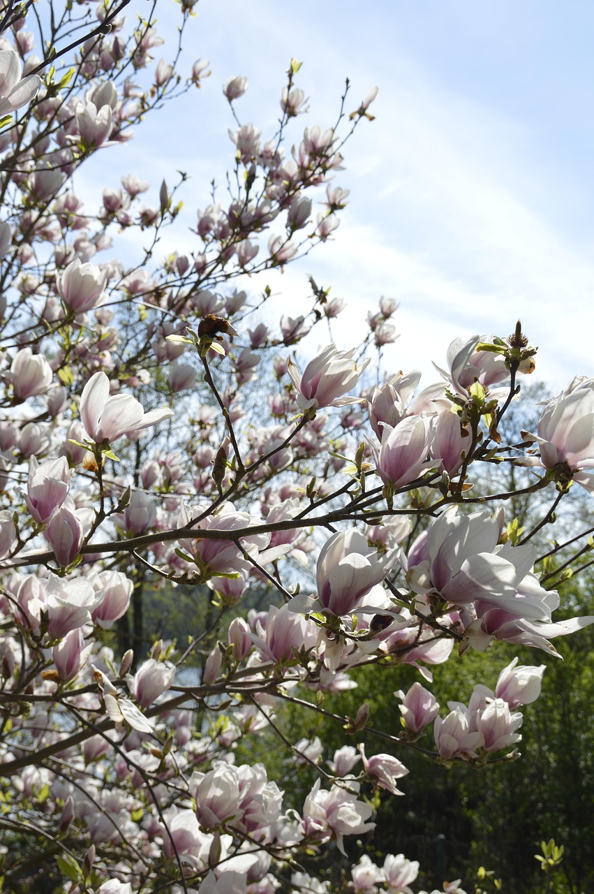 Magnolia Fleur Nature - Photo gratuite sur Pixabay - Pixabay