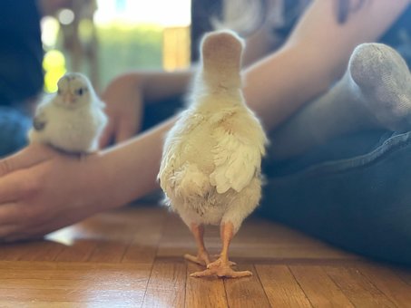 Free Küken Chicken photo and picture