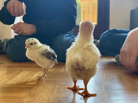 Free Küken Chicken photo and picture