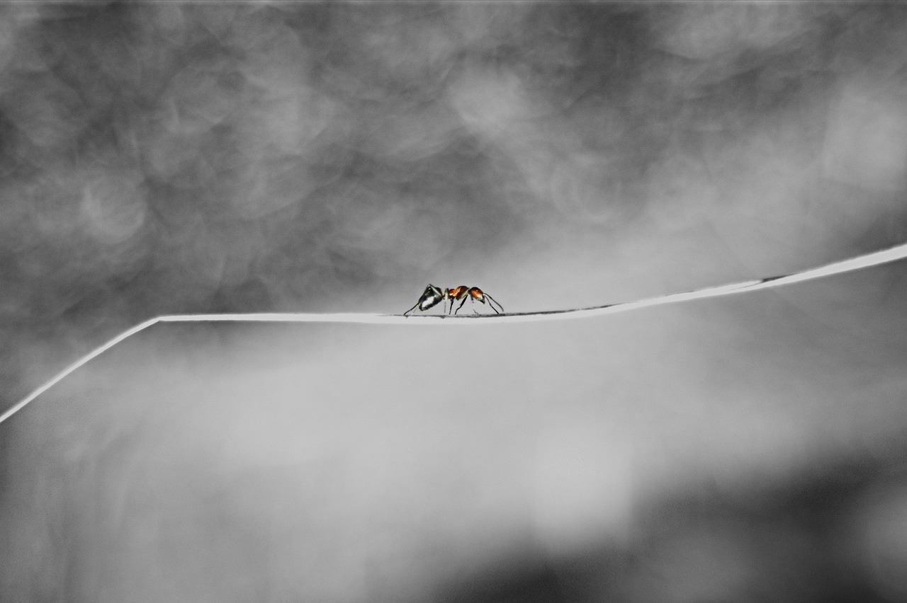 Ant Insect Grass - Free photo on Pixabay - Pixabay