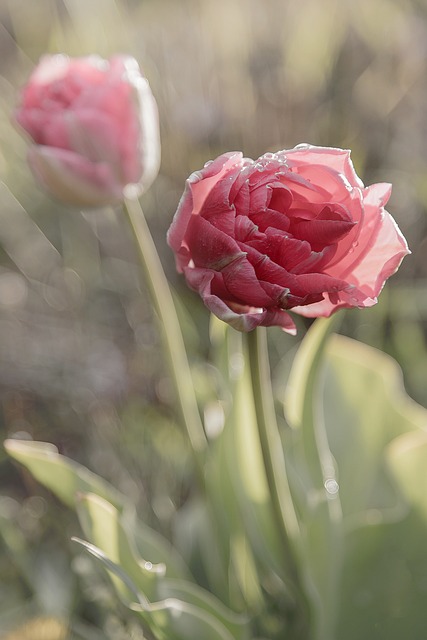 Free Flower Art photo and picture