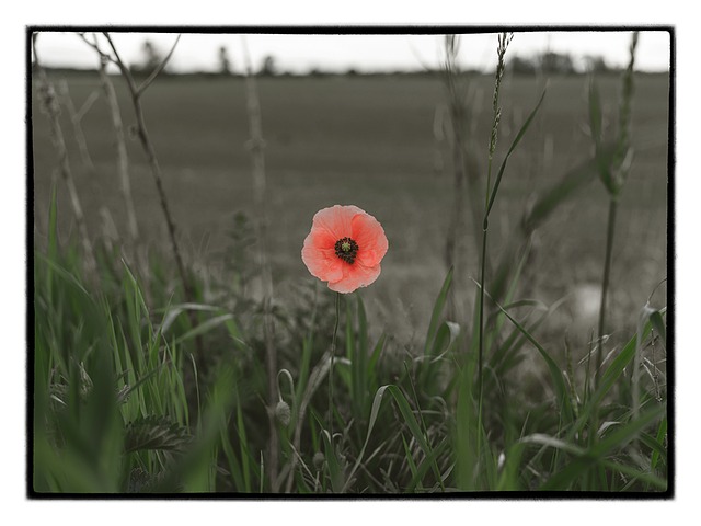 Free Poppy In The Morning photo and picture