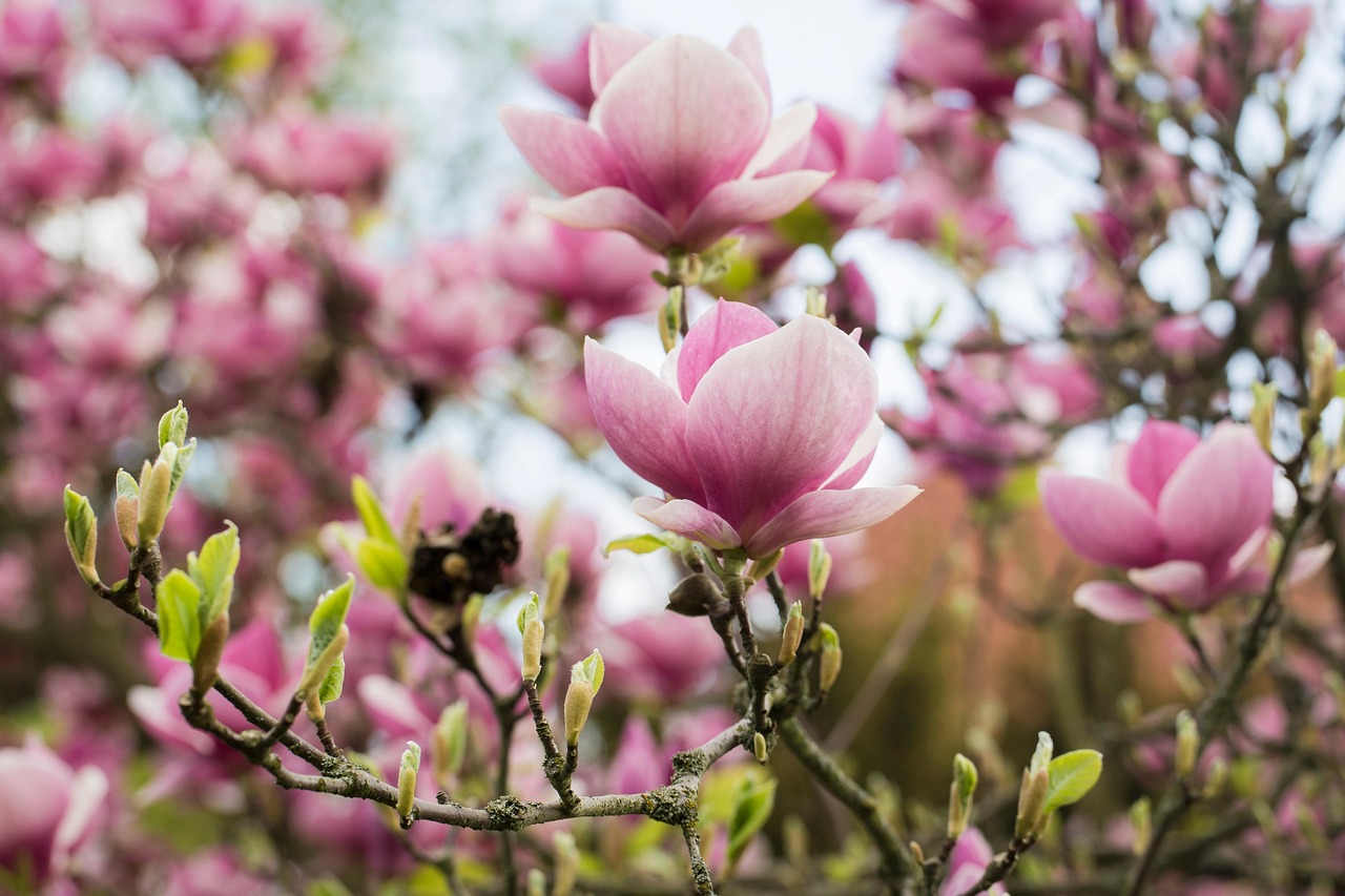 Magnolia Flowers Bloom Garden Free photo on Pixabay Pixabay