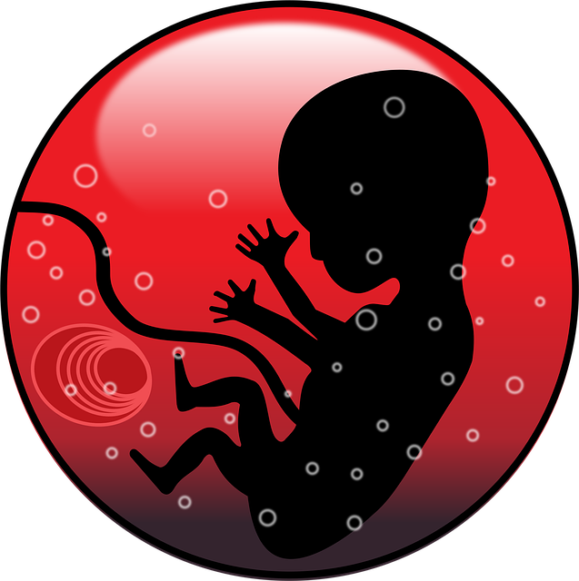 Free embyo infant newborn illustration