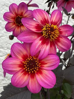 Free Dahlias Flowers photo and picture