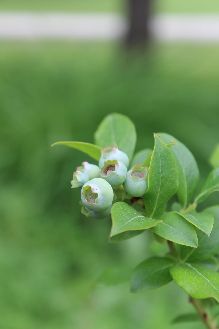 Blueberry Berry Fruit Free photo on Pixabay Pixabay