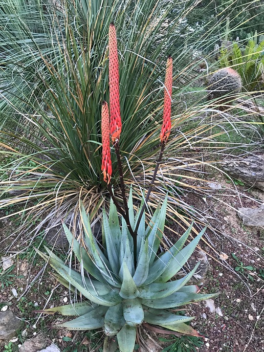 Aloe Succulent Botany - Free photo on Pixabay - Pixabay