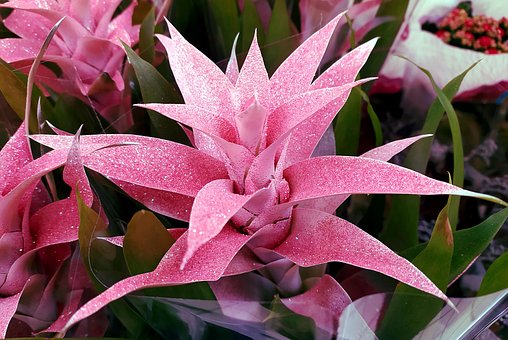 Free Bromeliad Flower photo and picture