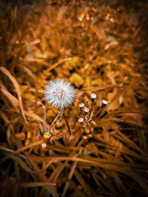 Free Flower Beautiful Flowers photo and picture
