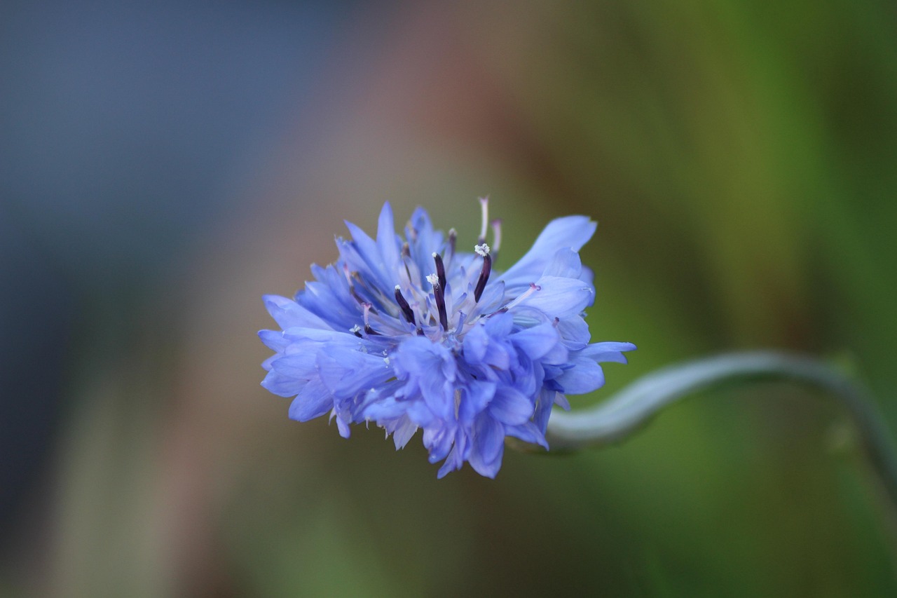 Blomma Bl Kronblad Gratis Foto P Pixabay blomma-bl-kronblad-gratis-foto-p-pixabay