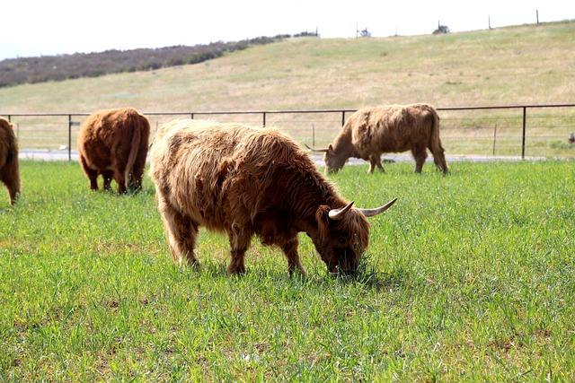 Highland Kühe, Haarige Kühe, Behaart