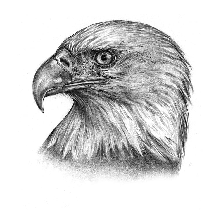 72 Sketsa Gambar Burung Elang HD Terbaru