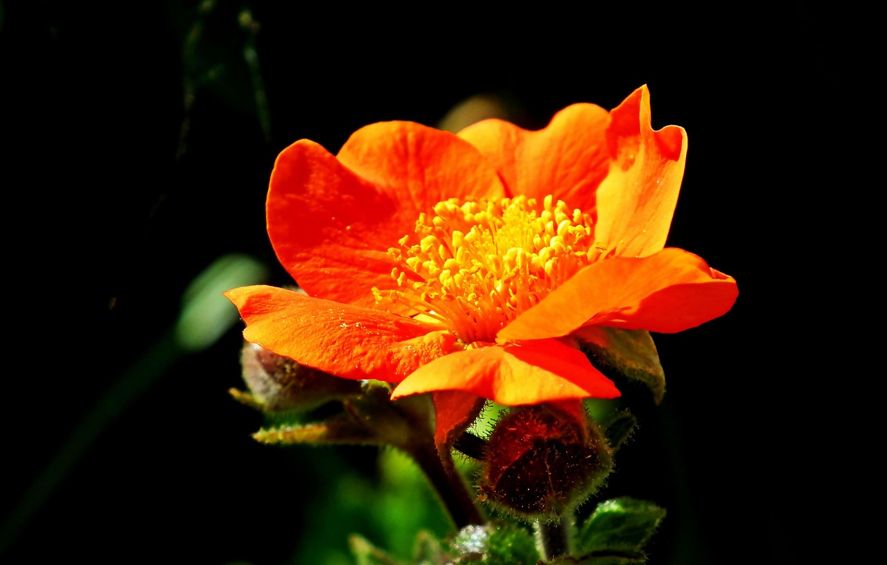 Maczek California Flower Spring - Free photo on Pixabay