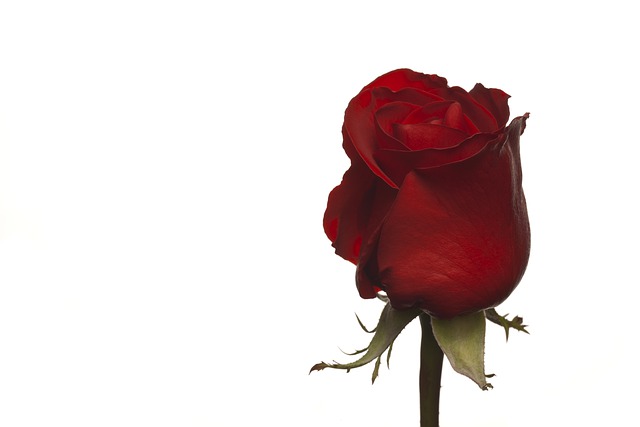 Rose, Завод, Любовь, Affection