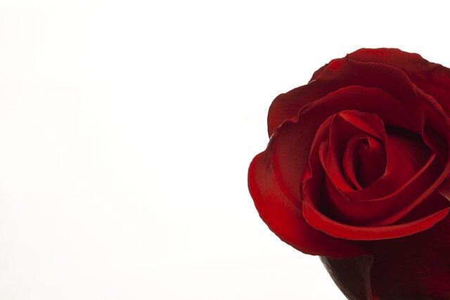 Rose, Завод, Любовь, Affection