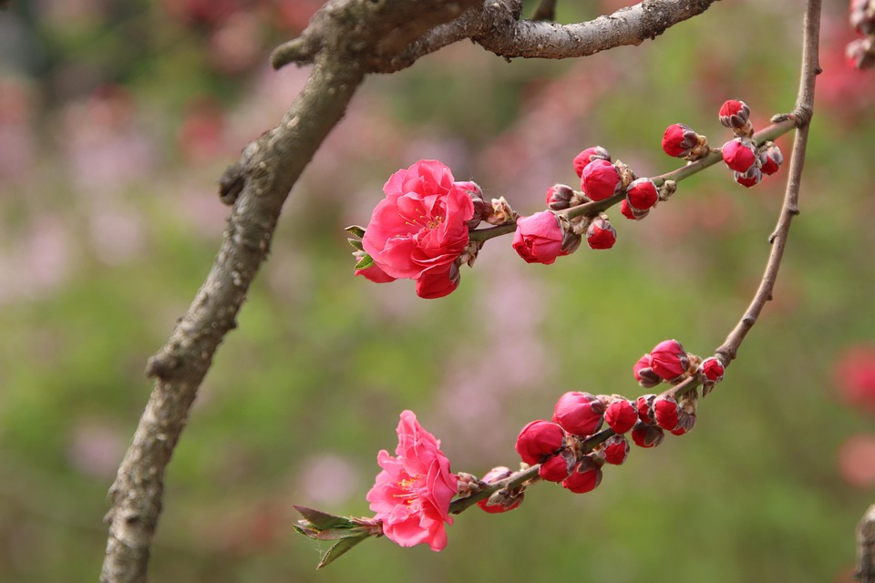 桃花 花朵 枝杈 - Pixabay上的免费照片 - Pixabay