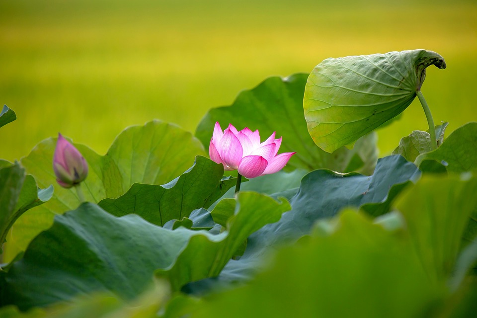 Lotus Flower Leaves Free Photo On Pixabay Pixabay lotus-flower-leaves-free-photo-on-pixabay-pixabay