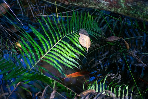 Free Bush Pond photo and picture