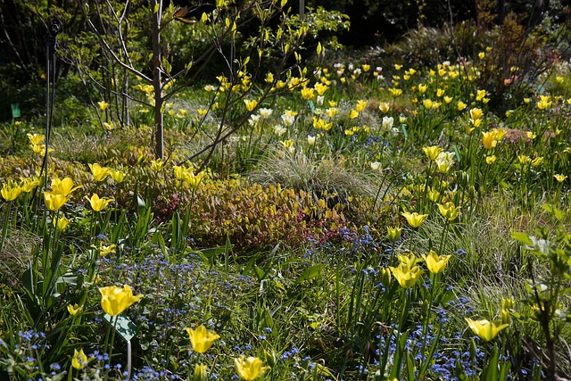 Tulipaner, Planter, Parkere, Forår