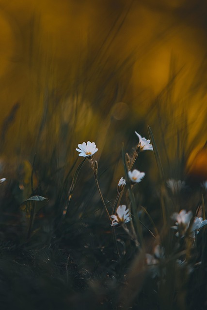 Blomster, Vakre Blomster, Gress, Planter