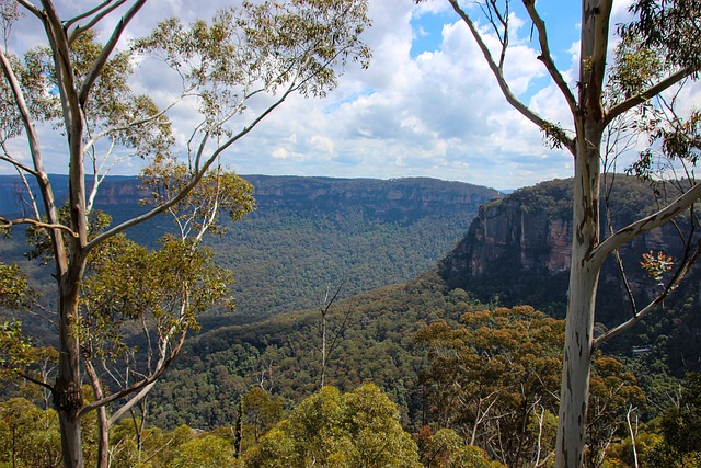 Free Mountains Bush photo and picture