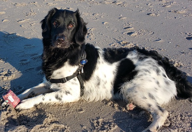 Free Beach Dog photo and picture
