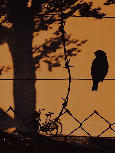 Free Bird Tree photo and picture