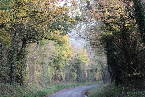 Árboles, La Carretera, Carril, Otoño