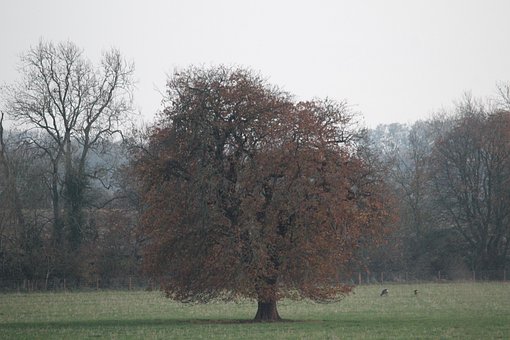 Paisaje, Árboles, Otoño, Naturaleza