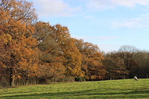 Paisaje, Otoño, Naturaleza, Árboles