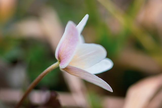 Free Wood Anemone Flower photo and picture