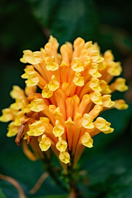 Schädeldecke, Blumen, Pflanze