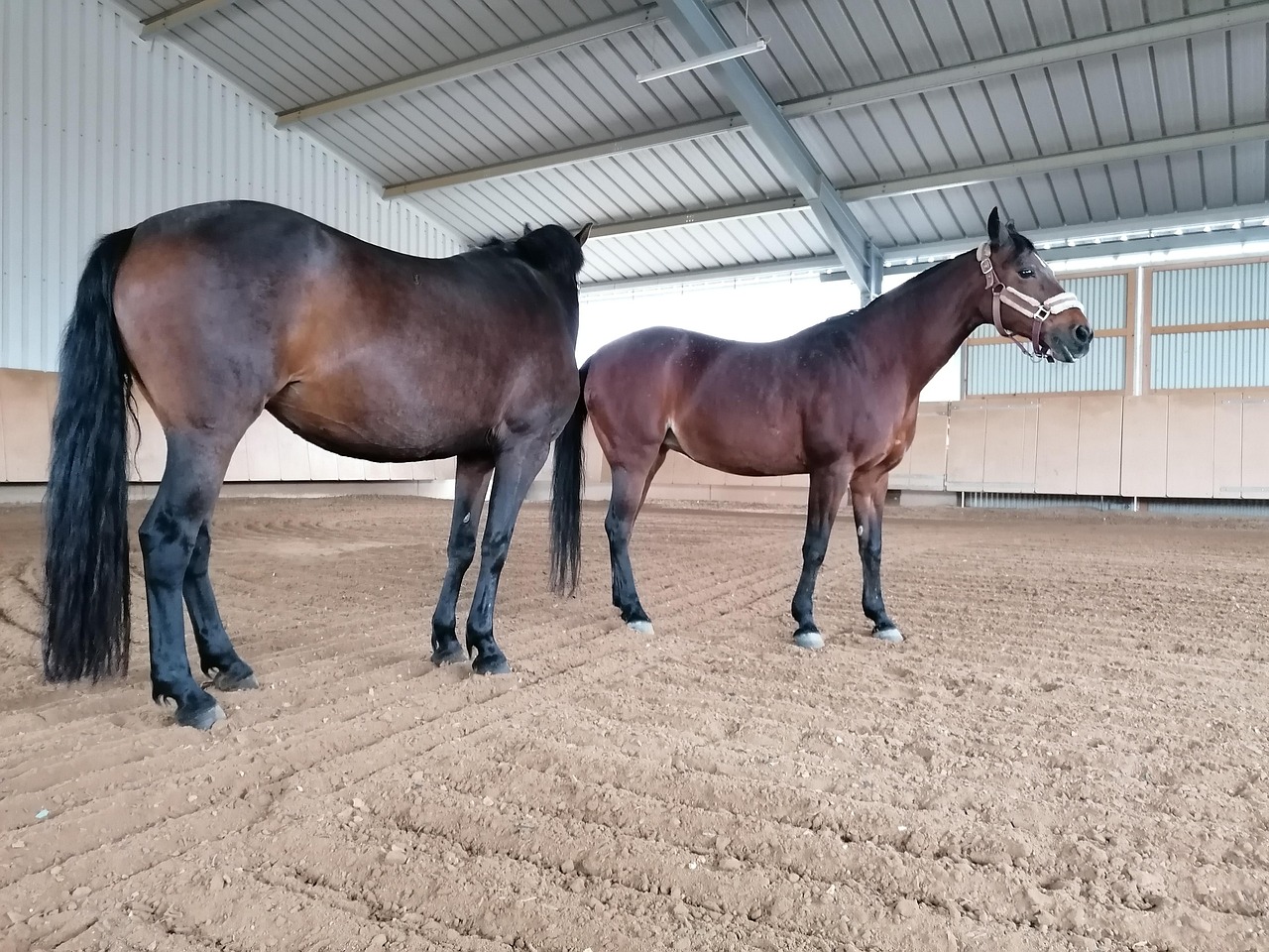 Ponies Horses Mares - Free photo on Pixabay - Pixabay