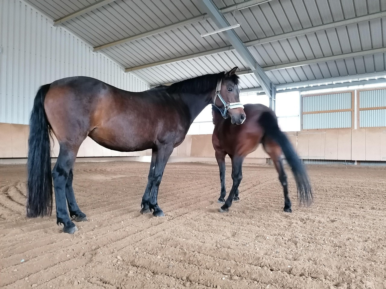 Ponies Horses Mares - Free photo on Pixabay - Pixabay