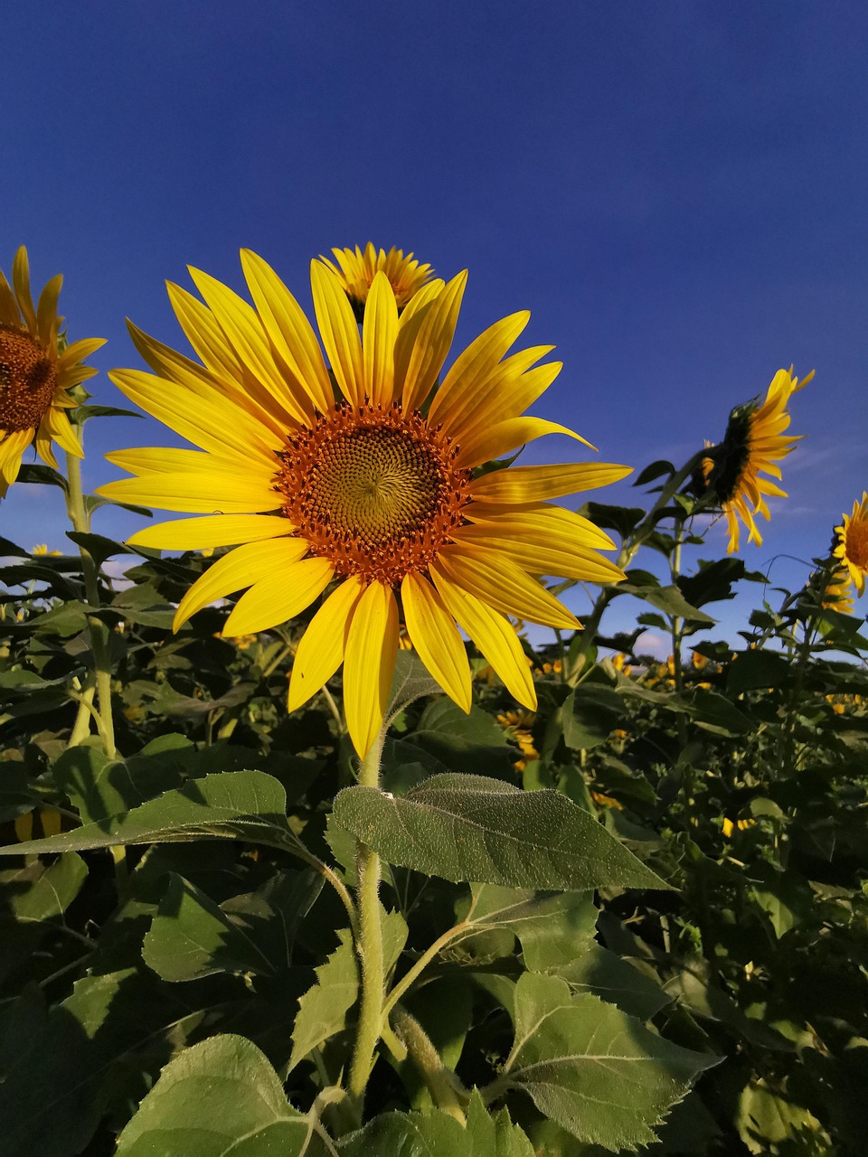 Sunflowers Field Sunflower Free photo on Pixabay Pixabay