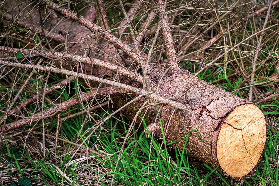 Bark Beetle Damage Spruce Dried Free photo on Pixabay