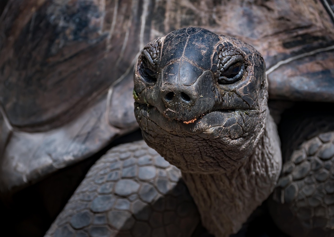 Turtle Features Face 20,000+ Free Turtle Face & Turtle Images - Pixabay