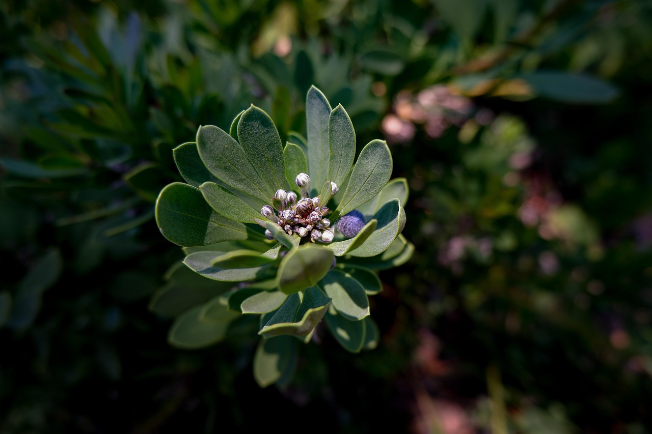 Plant Buds Leaves - Free photo on Pixabay - Pixabay