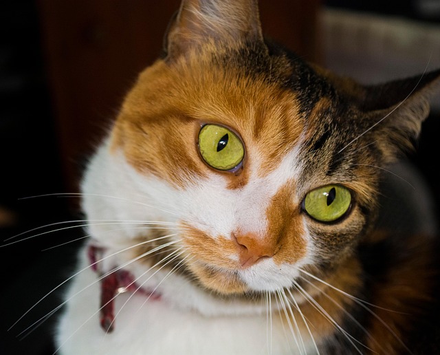 Free Eyes Whiskers photo and picture
